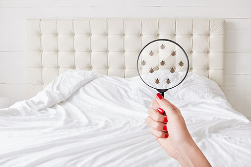Bed Bugs Control